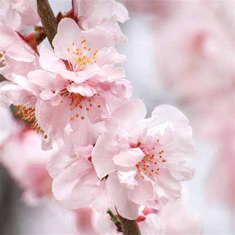 corinthian rose double flowering peach tree